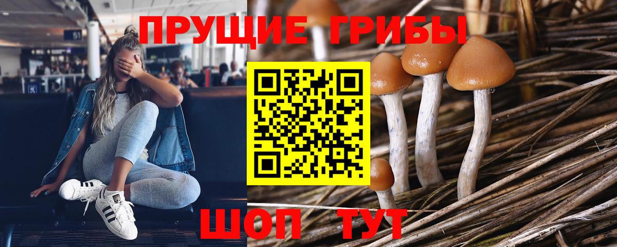 Псилоцибиновые грибы GOLDEN TEACHER  Вход с VPN  Лесной 